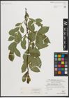 Foto von Salix mielichhoferi Saut.